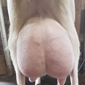 Maisy 108