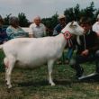 Riekie 27 KS* (AV85, Jochem x Riekie 4) in 1993.  Zij is de stammoeder van de Maisys.