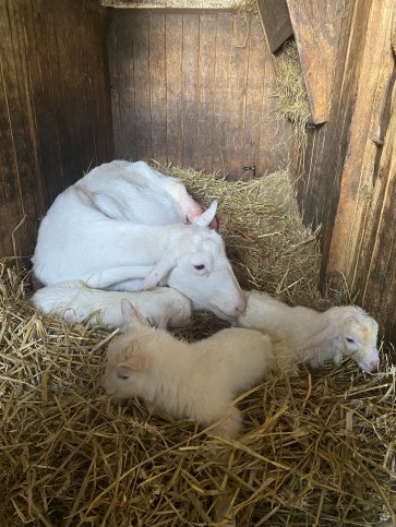 Maisy 89: twee geitjes en een bok