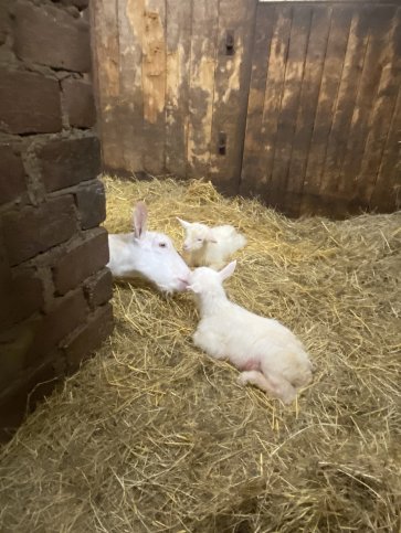 Twee geitjes voor Maisy 110