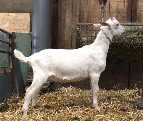 Nieuwe bok in de stal