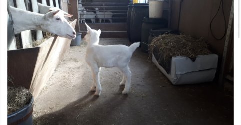 Bildthoekster Optimist verkocht