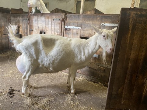 lammerperiode breekt aan 